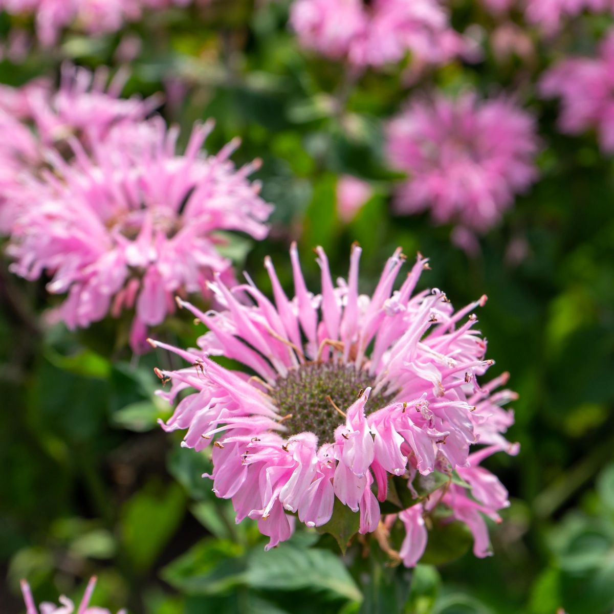 Monarda Beauty of Copham. Hestemynte - 1 rot 