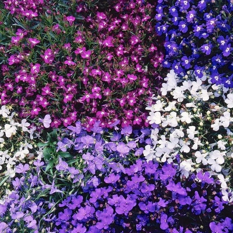 Lobelia String Of Pearls -Frø-
