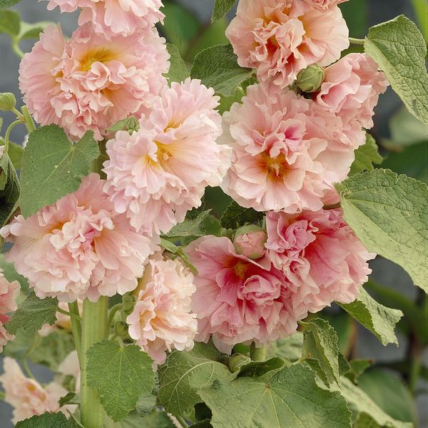 Hovedbilde Alcea rosea Charters Salmon. Stokkrose - 5 røtter ...