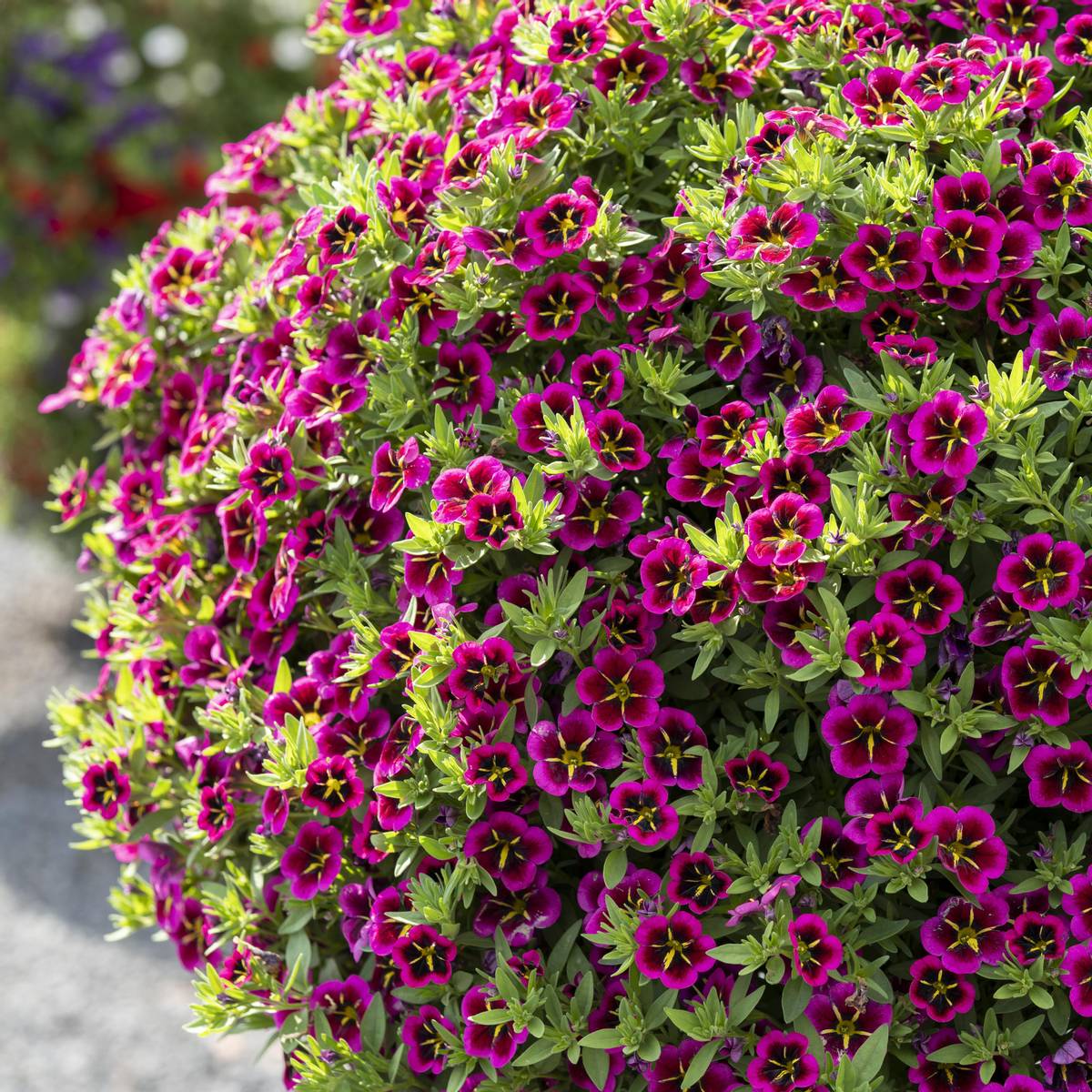 Calibrachoa Cabaret Good Night Kiss  Mini Petunia i 10,5 cm pot