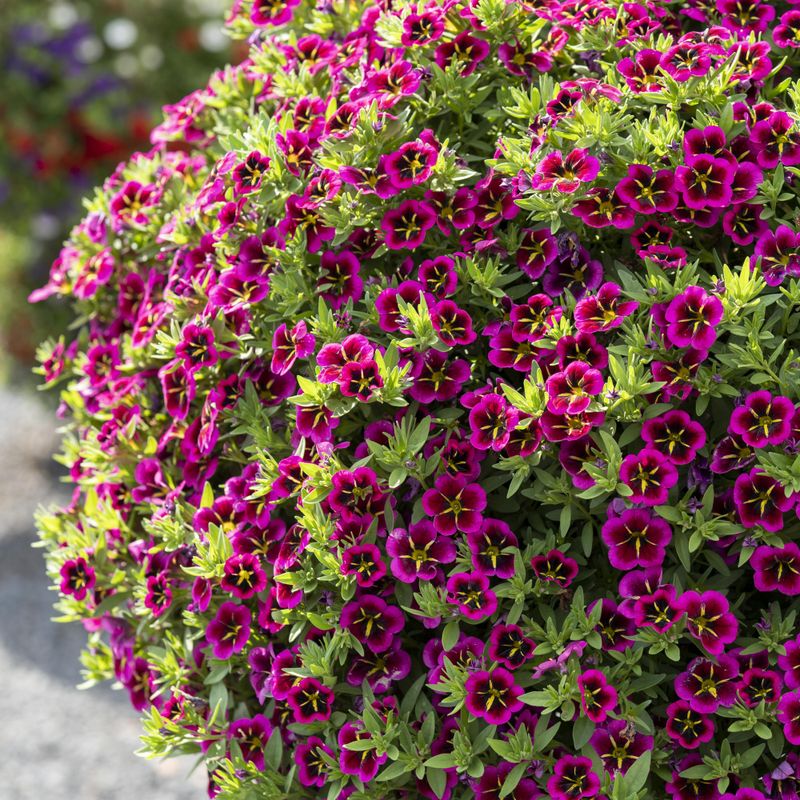 Calibrachoa Cabaret Good Night Kiss  Mini Petunia i 10,5 cm pot