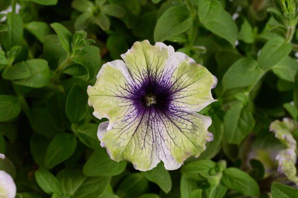 Bilde av Petunia Amazonas Plum Cockatoo - 3 pluggplanter