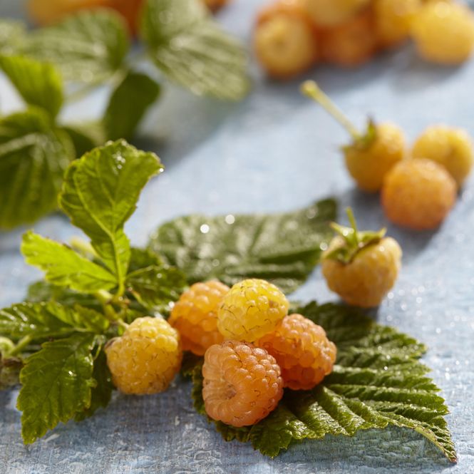 Hovedbilde Rubus idaeus Fallgold. Gulbringebær. 1 plante i 2 ...