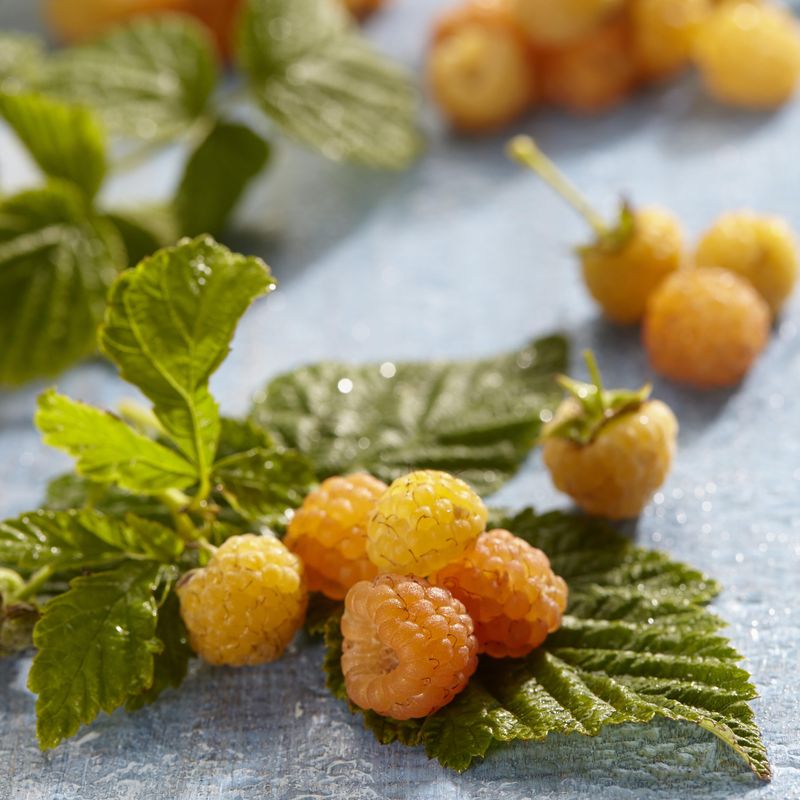 Rubus idaeus Fallgold. Gulbringebær. 1 plante i 2 liters potte.