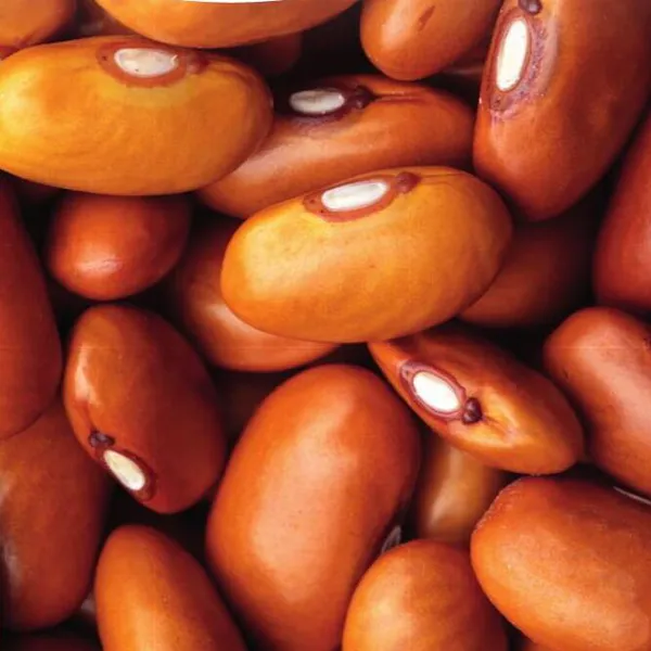 Hovedbilde Bønne Dutch brune bønner -Frø-