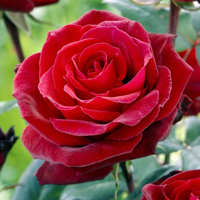 Hovedbilde Rose Barkarole. Stilkrose
