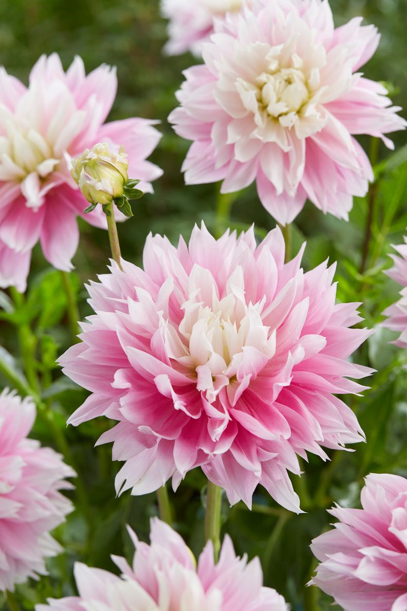 Dahlia Evanah - 1 knoll