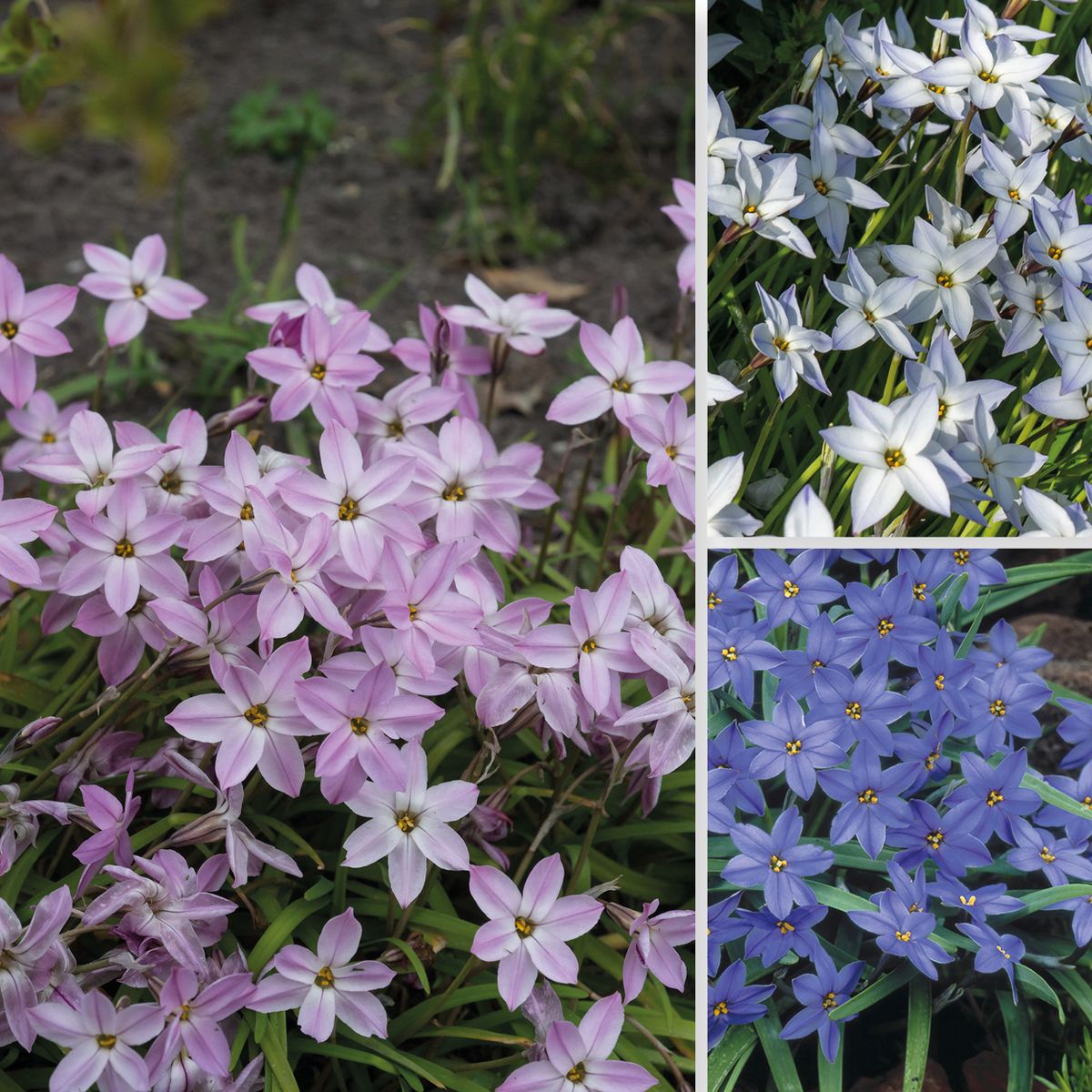 Ipheion mixed. Vårstjerne - 15 løk