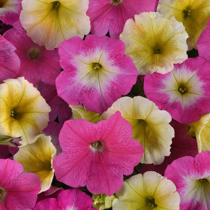 Petunia hybrida e3 Easy Wave Sweet Taffy Mix - Frø -