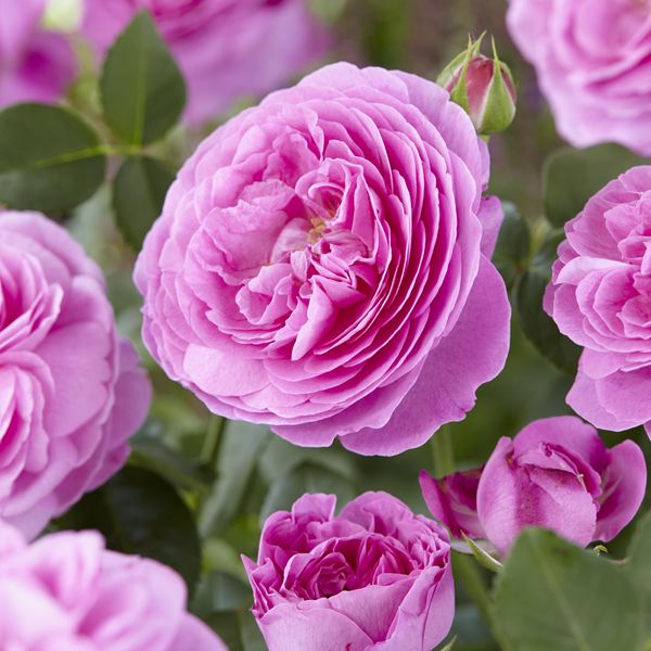 Hovedbilde Rose Louise Odier. Buskrose