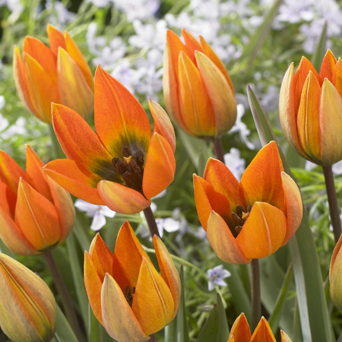 Tulipan Whittallii  6 løk