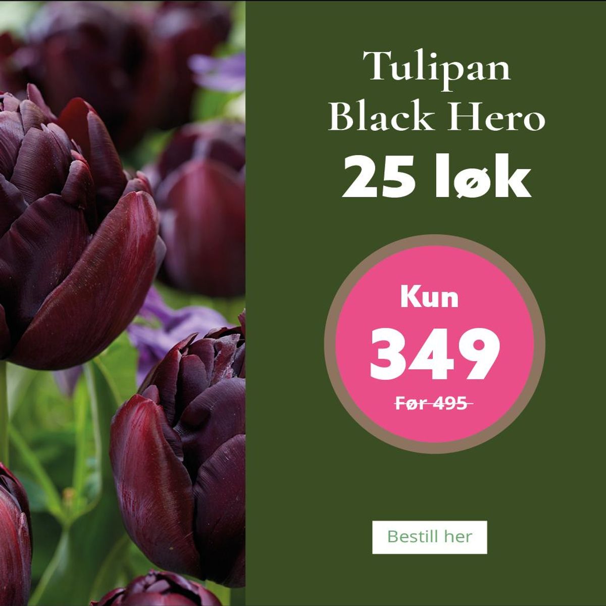 Tulipan Black Hero - 25 løk