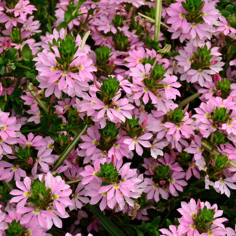 Scaevola Pink. Femtunge  1 plante i 10,5 cm potte
