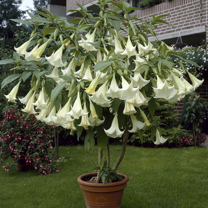 Brugmansia, hvit blomst. 1 plante i 9 cm potte