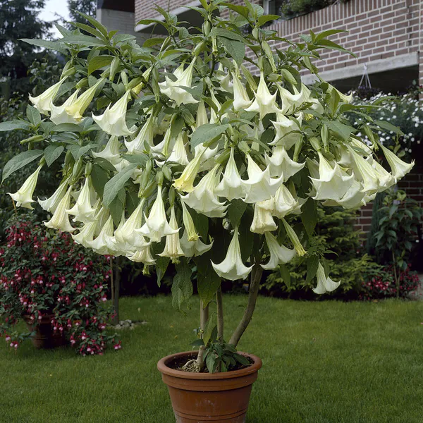 Hovedbilde Brugmansia, hvit blomst. 1 plante i 9 cm potte