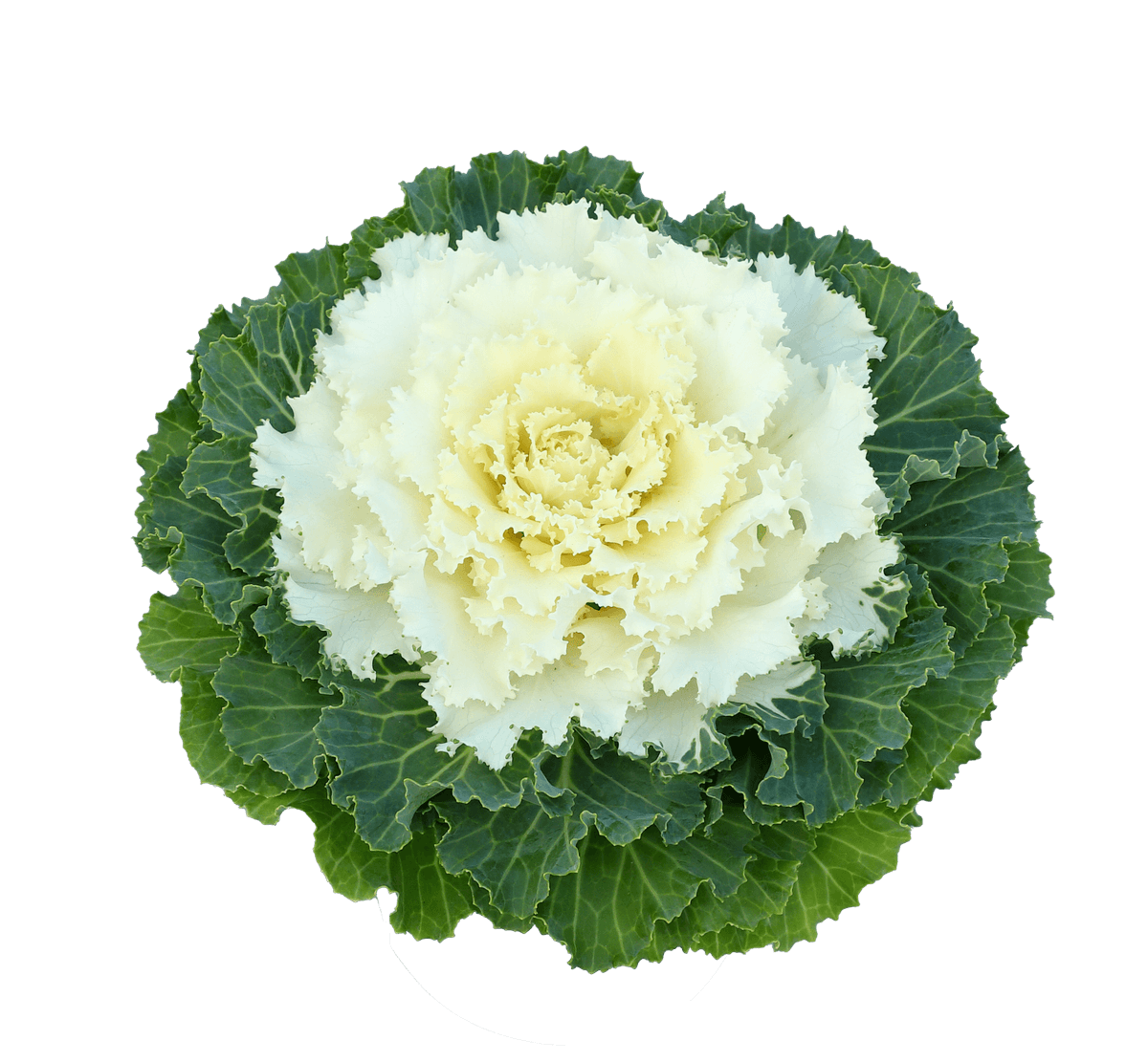 Brassica oleracea F1 Osaka IQ Mix. Pyntekål -Frø-