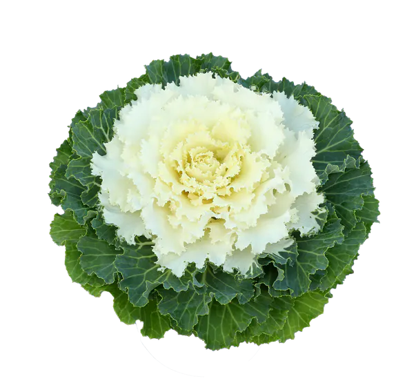 Hovedbilde Brassica oleracea F1 Osaka IQ Mix. Pyntekål -Frø-