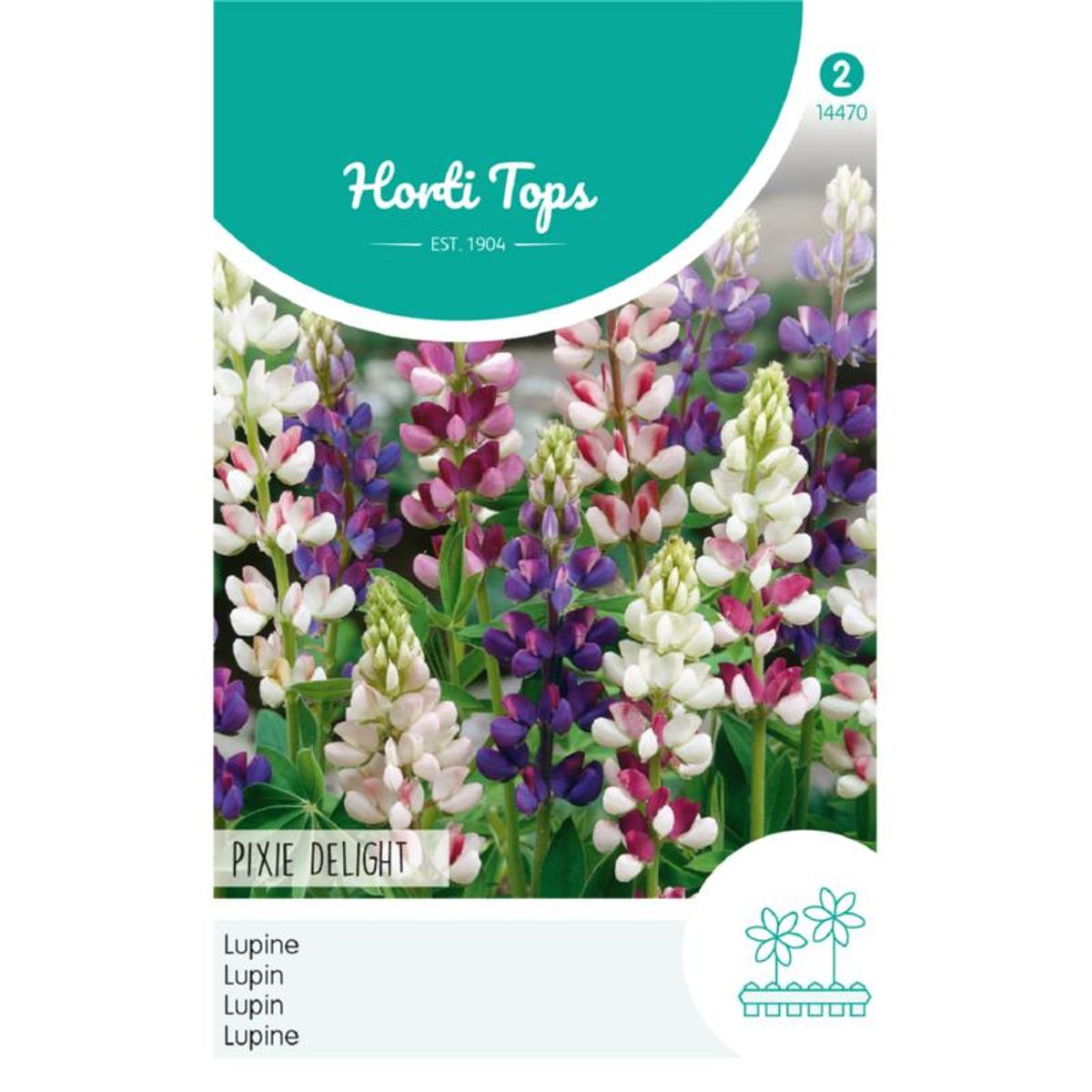 Lupinus Hartwegii nanus Pixie Delight. Sommerlupin -Frø-