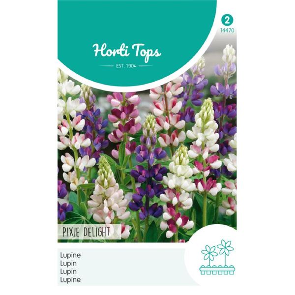 Hovedbilde Lupinus Hartwegii nanus Pixie Delight. ...