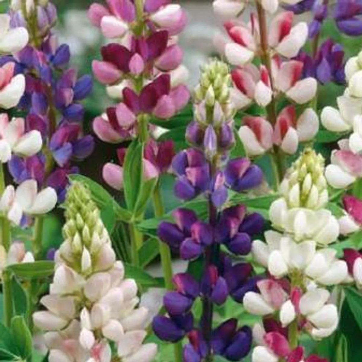 Lupinus Hartwegii nanus Pixie Delight. Sommerlupin -Frø-