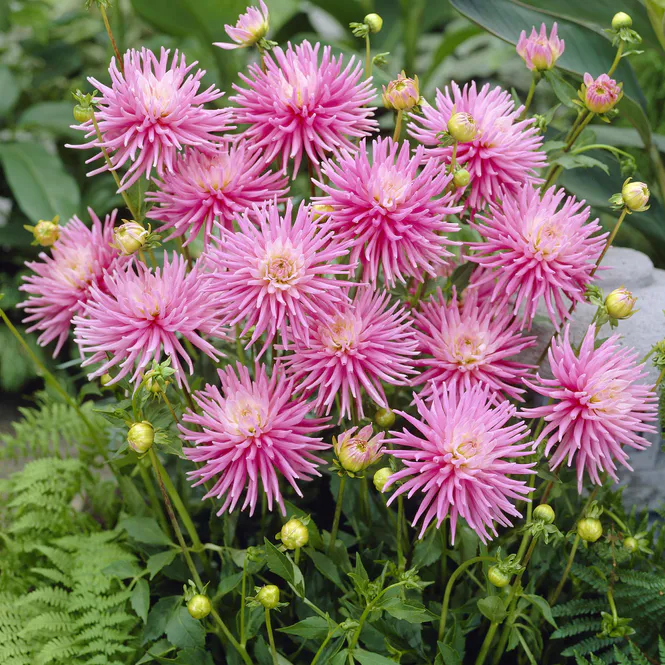 Hovedbilde Dahlia Park Princess - 1 knoll