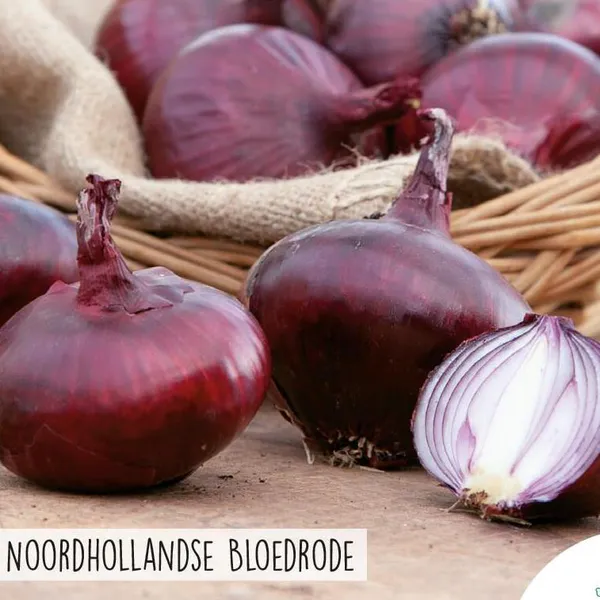 Hovedbilde Rødløk -Frø-