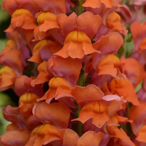 Hovedbilde Antirrhinum majus Maryland Dark Orange -Frø- ...