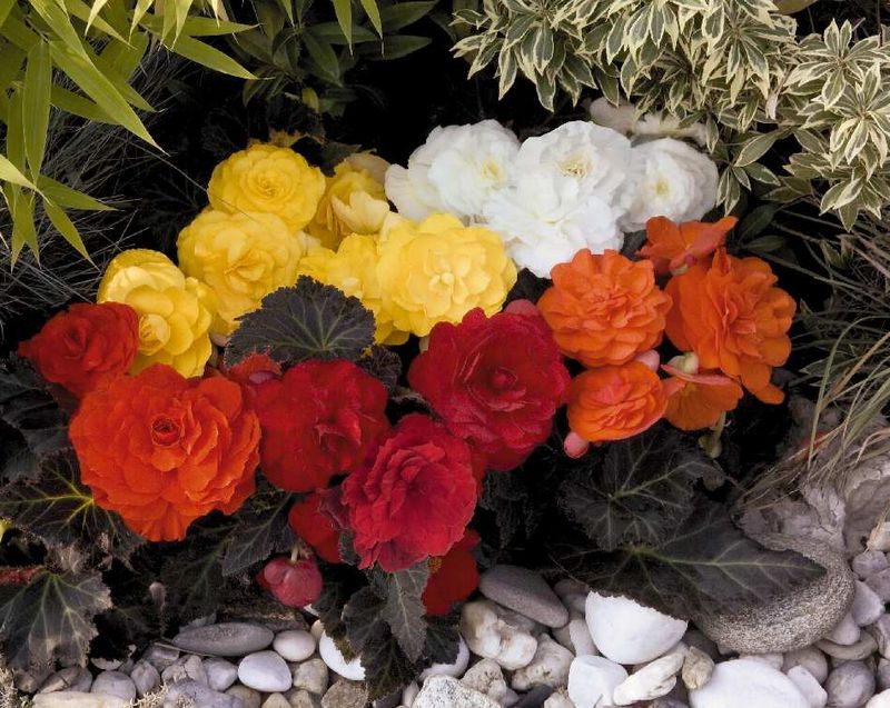Begonia tuberhybrida Non Stop Mocca Mix -Frø-