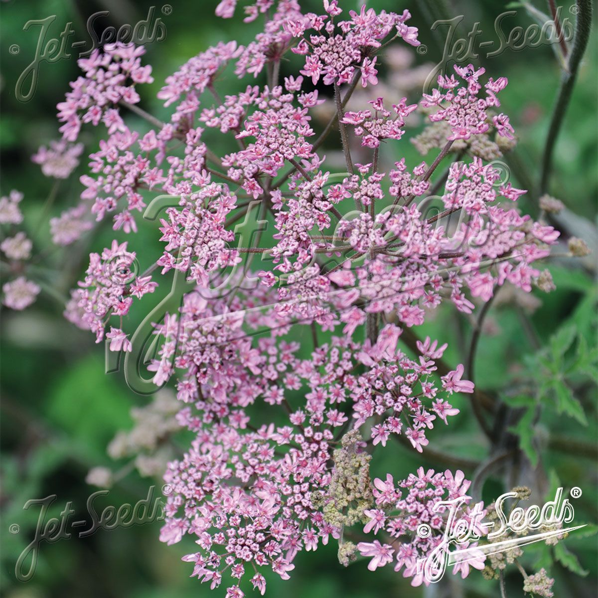 Heracleum sphondylium Pink Cloud. Kystbjørnekjeks - Frø -