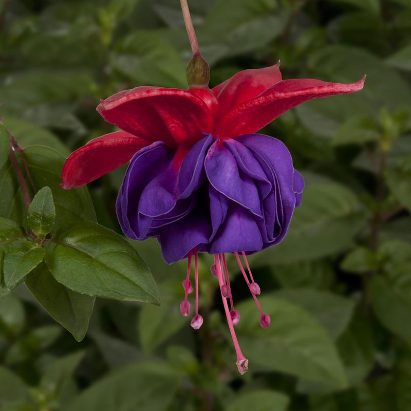 Fuksia Voodoo - 1 plante i 9 cm potte