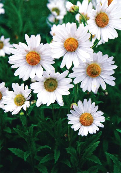 Hovedbilde Leucanthemum x superbum Brightside. Prestekrage ...