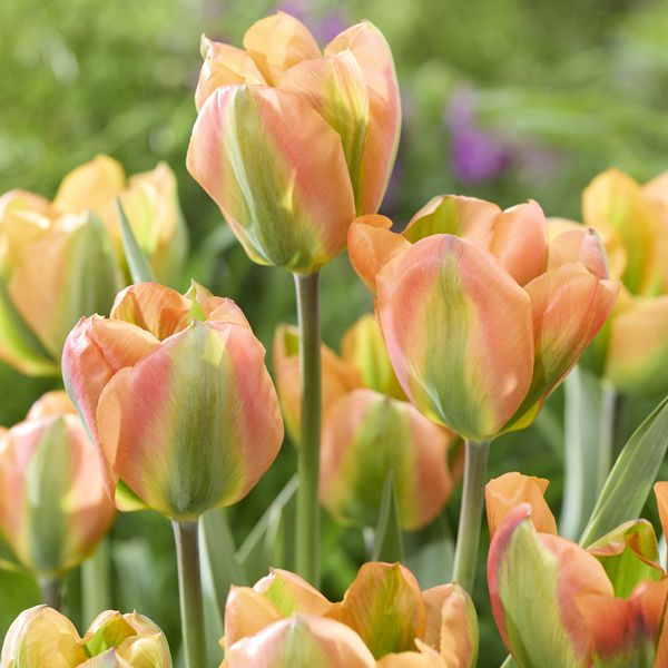 Hovedbilde Tulipan Orange Marmelade - 6 løk