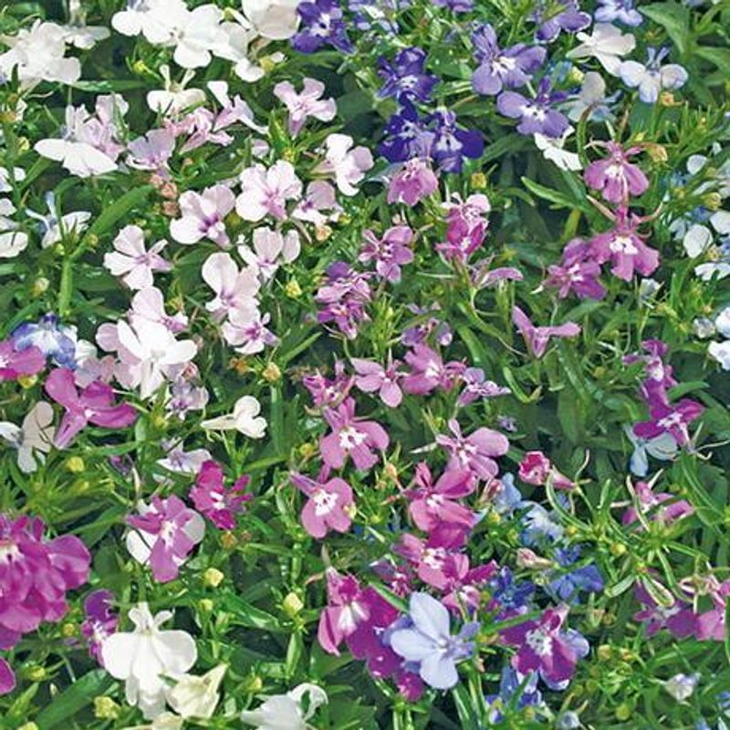Lobelia String Of Pearls -Frø-