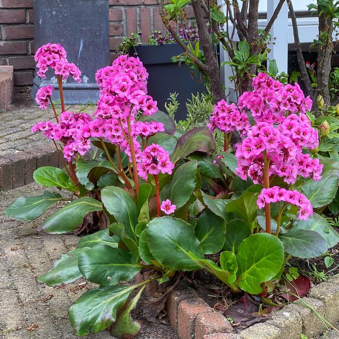 Hovedbilde Bergenia cordifolia Winterglow. Bergblom - 1 rot 