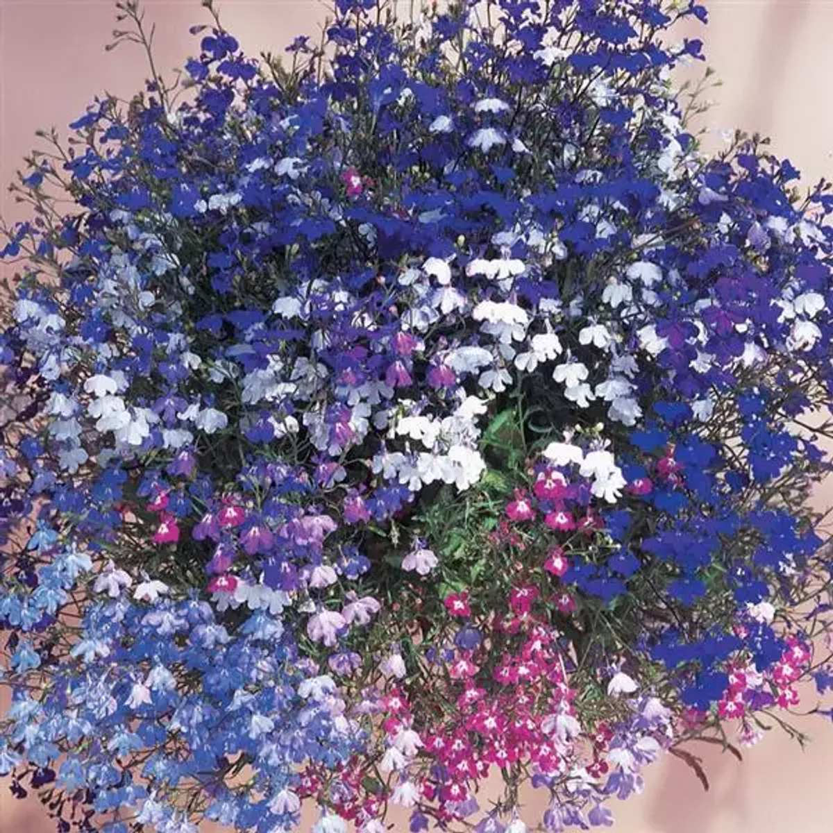 Lobelia pendula Regatta Mix - Frø -