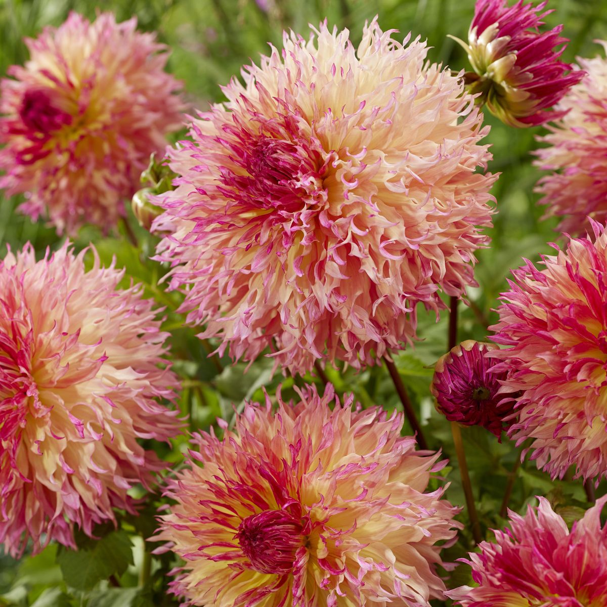 Dahlia Myrtles Folly - 1 knoll 