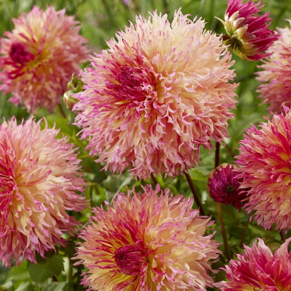 Hovedbilde Dahlia Myrtles Folly - 1 knoll 