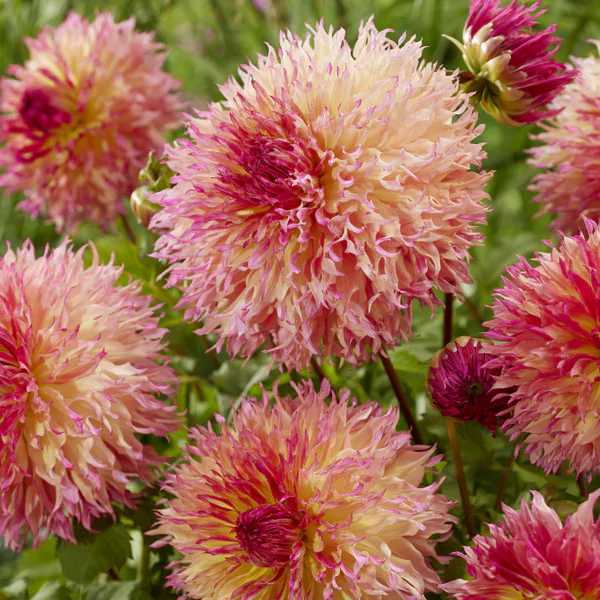 Hovedbilde Dahlia Myrtles Folly - 1 knoll 