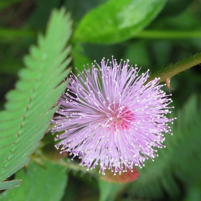 Hovedbilde Mimosa pudica. Sanseplante / Rør-meg-ei -Frø- 