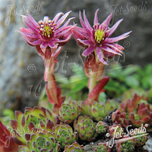 Hovedbilde Sempervivum montanum. Bergtakløk - Frø -