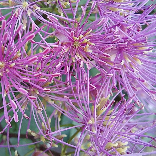Hovedbilde Thalictrum hybrid My Little Favourite. Frøstjerne ...