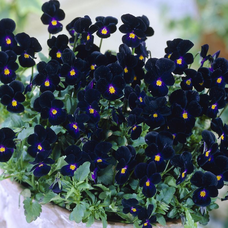 Viola cornuta Bowles Black. Hornfiol  - Frø -