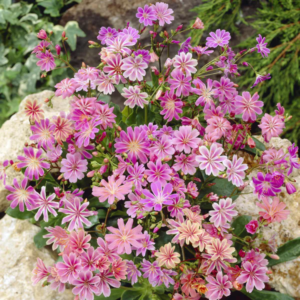 Hovedbilde Lewisia cotyledon - Frø -  Rainbow