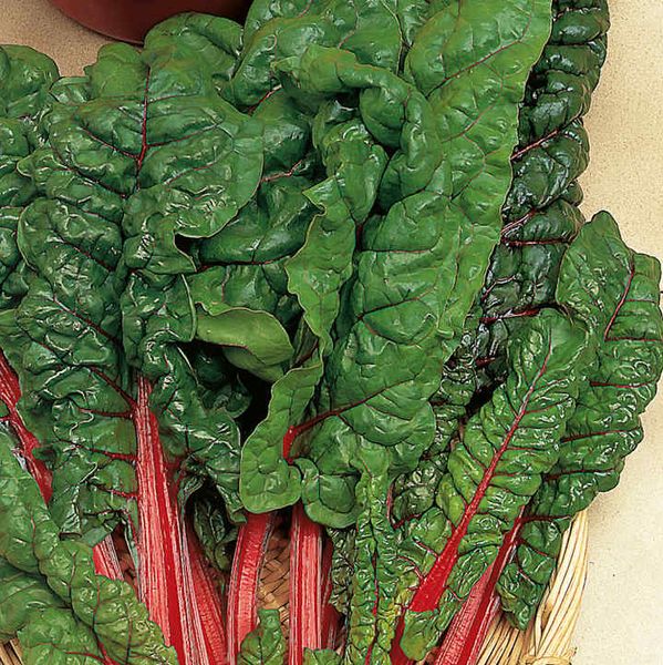 Hovedbilde Bladbete/Mangold Rhubarb -Frø-