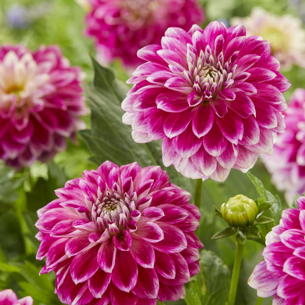 Dahlia Go Go Two-Tone - 1 knoll