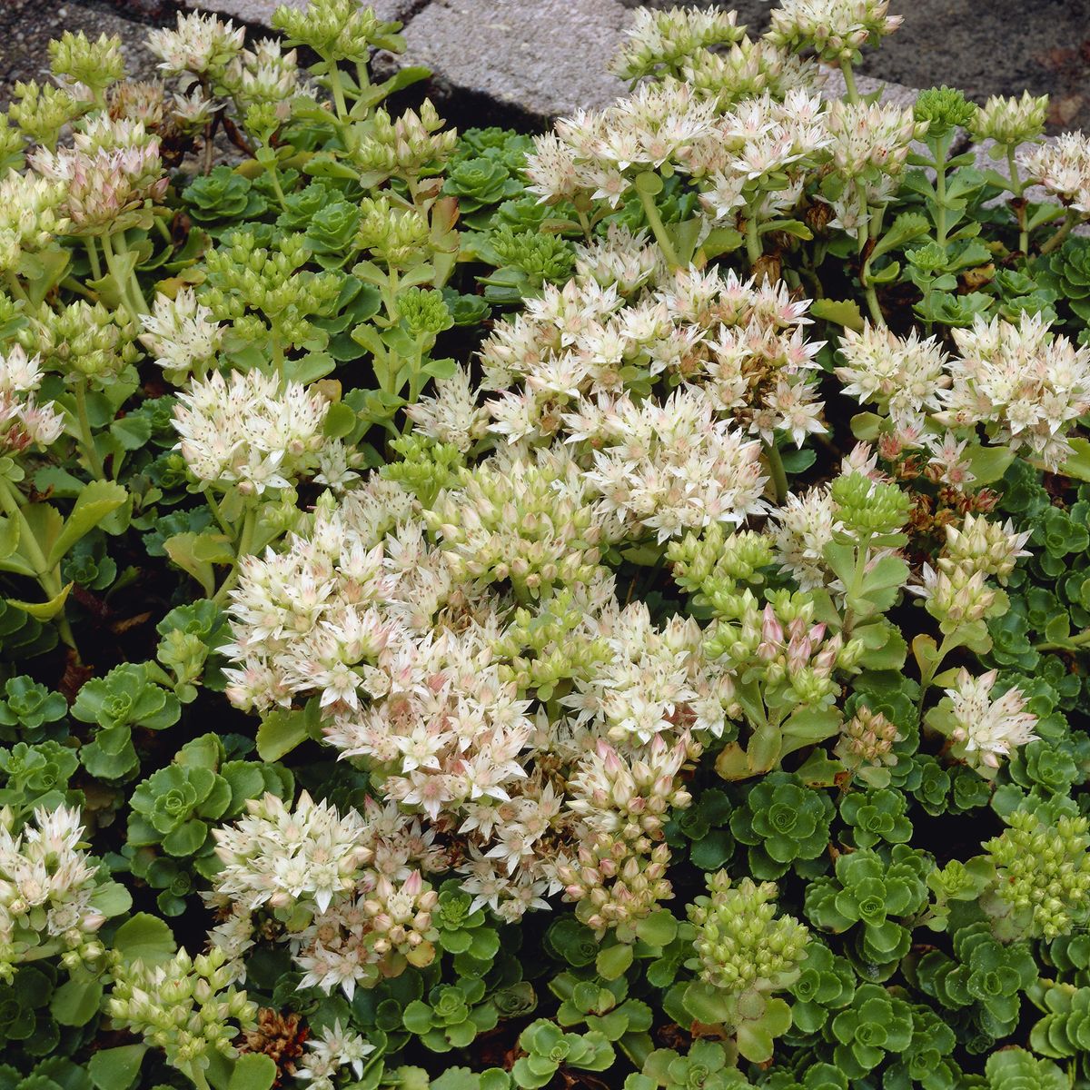 Sedum spurium Summer Snow -Frø-