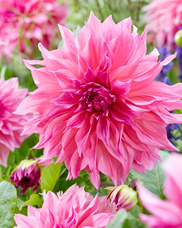 Dahlia Café au lait Rosé - 1 knoll