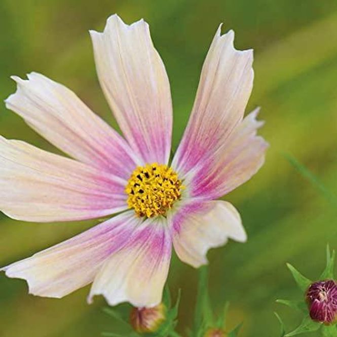 Hovedbilde Cosmos bipinnatus Apricot Lemonade. Pyntekorg - ...