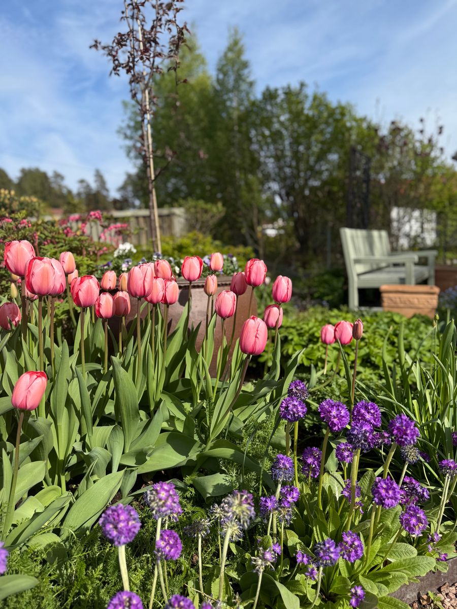 Tulipan Menton - 40 løk