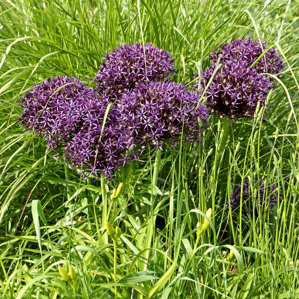 Hovedbilde Allium Christophii . Persiastjerne - 4 løk